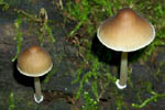 Mycena inclinata