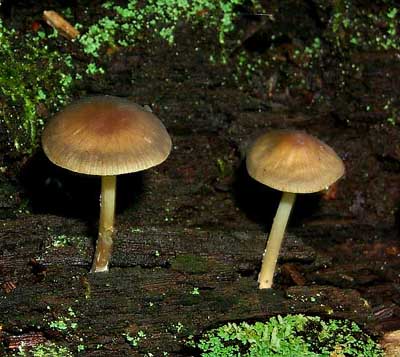 Psathyrella hydrophila