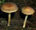 Psathyrella hydrophila