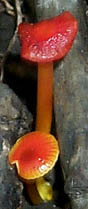 Hygrocybe reai