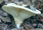 Russula romagnesiana