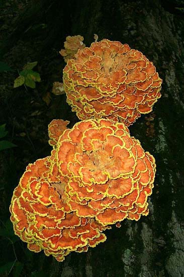 Laetiporus sulphureus