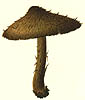 Inocybe calospora