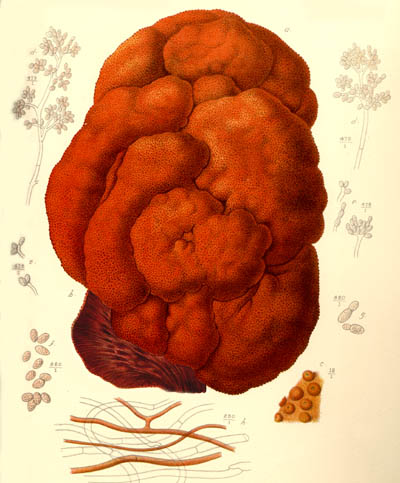 Fistulina hepatica