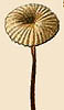 Marasmius rotula