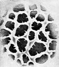 Polyporus