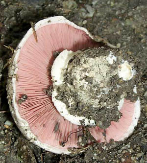 Agaricus bitorquis