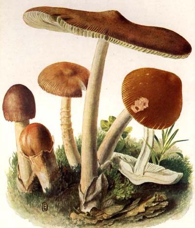 Amanita fulva