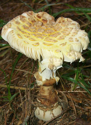 Amanita citrina