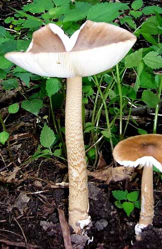 Amanita fulva