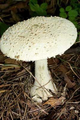 Amanita longipes