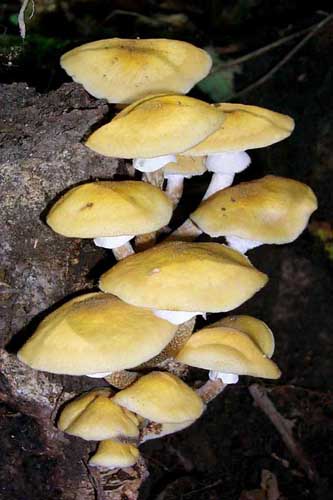 Armillaria mellea