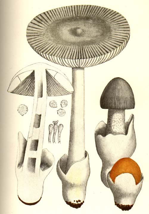 Amanita vaginata