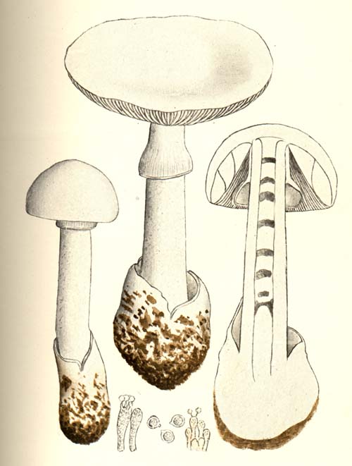 destroying angel mushroom images and clipart