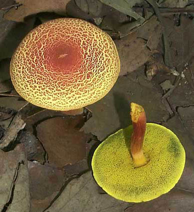 Boletus fraternus