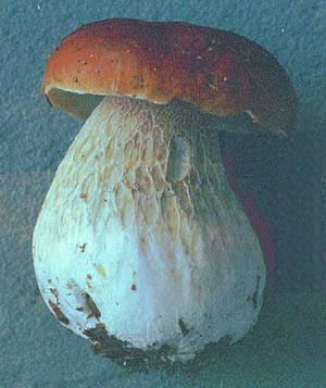 Boletus edulis