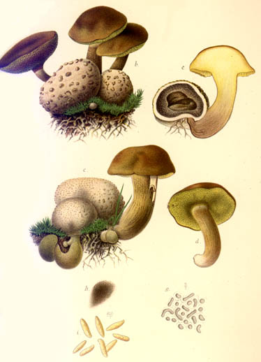 Boletus parasiticus