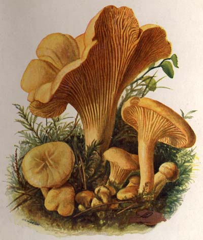 Cantharellus cibarius