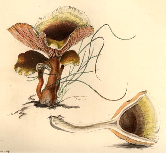 Cantharellus lutescens