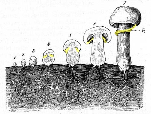 Agaricaceae