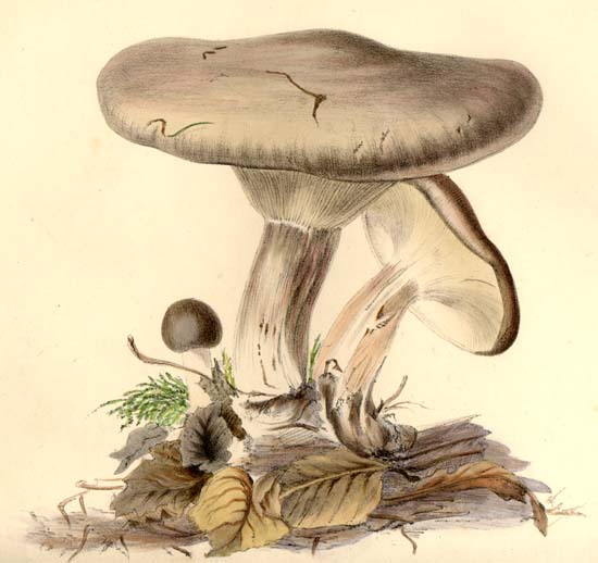 Clitocybe nebularis