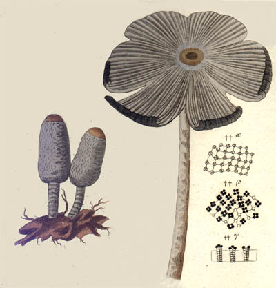 Coprinus cinereus