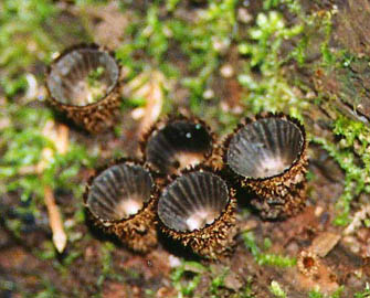 Cyathus striatus