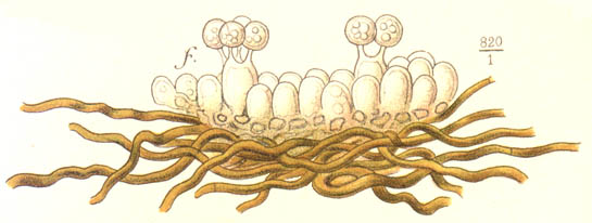 Fomes fomentarius