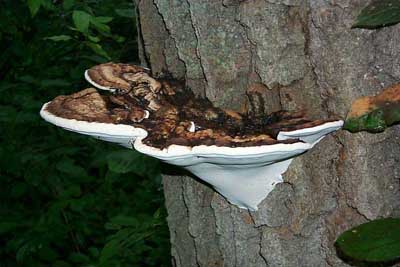 Ganoderma applanatum