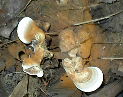 Ganoderma applanatum