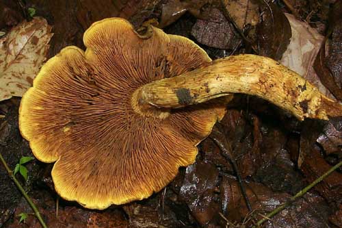 Gymnopilus spectabilis