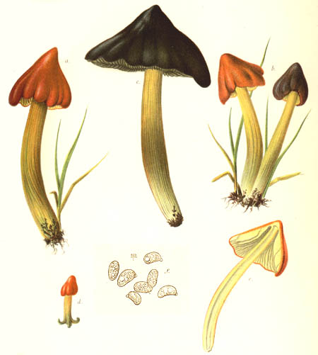 Hygrocybe conica