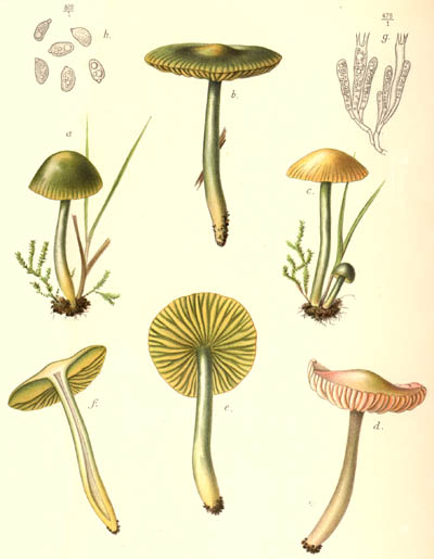 Hygrocybe psittacina