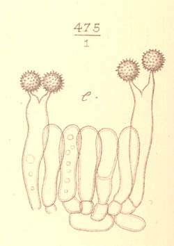 Hydnangium carneum