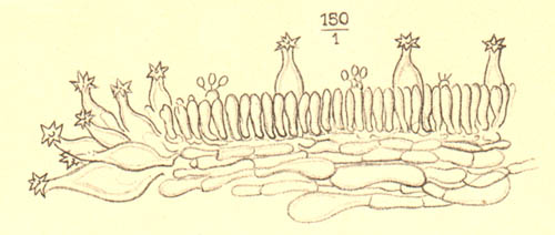 Inocybe