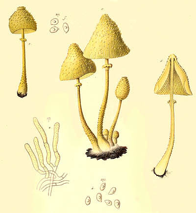 Lepiota lutea