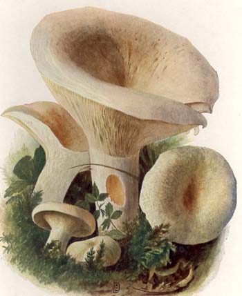 Lactarius glaucescens