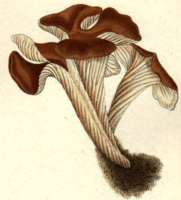 Lentinellus cochleatus