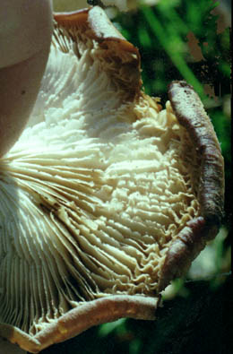 Lentinellus ursinus