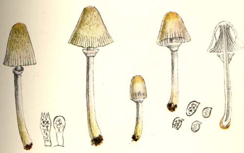 Lepiota