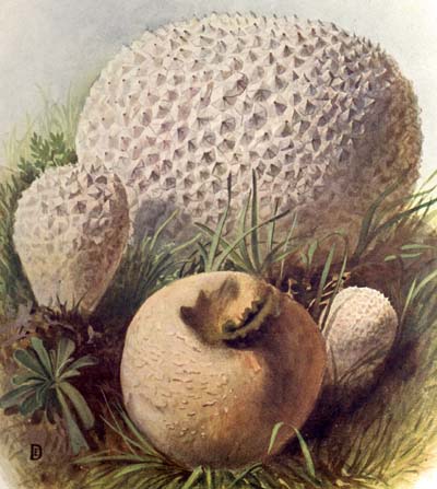 Lycoperdon