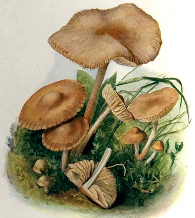 Marasmius oreades