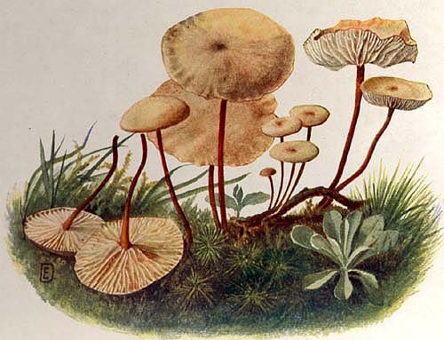 Marasmius scorodinus