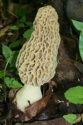 Morchella esculenta