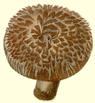 Sarcodon imbricatus