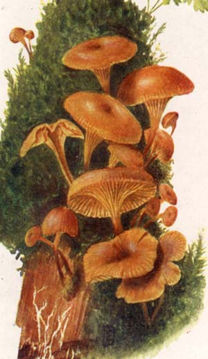 Xeromphalina campanella