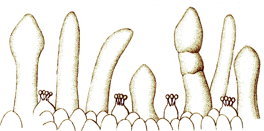 Panaeolus semiovatus