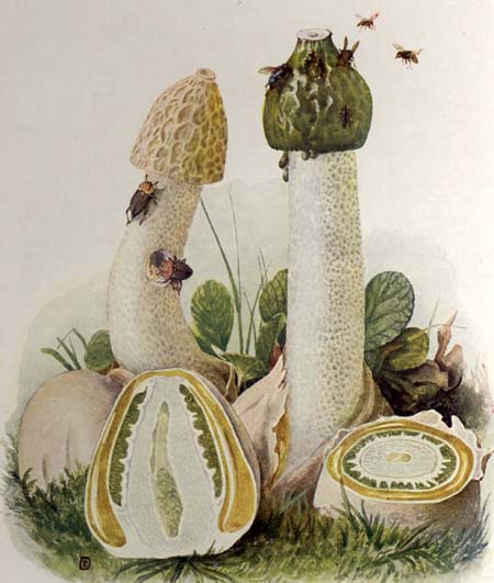 Phallus impudicus