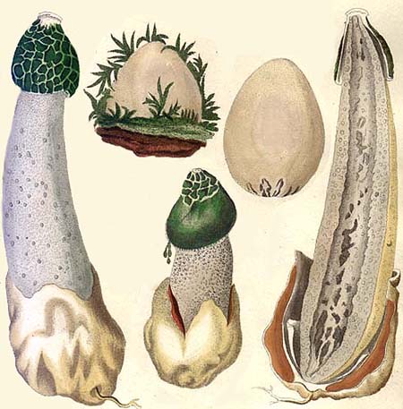 Phallus impudicus