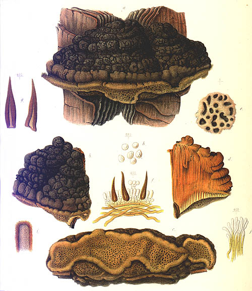 Phellinus rimosus